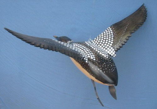 Wood Carving - Bird In Flight Common Loon Wings Up 24