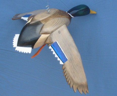 Bird in Flight Mallard Drake Wings Down 30